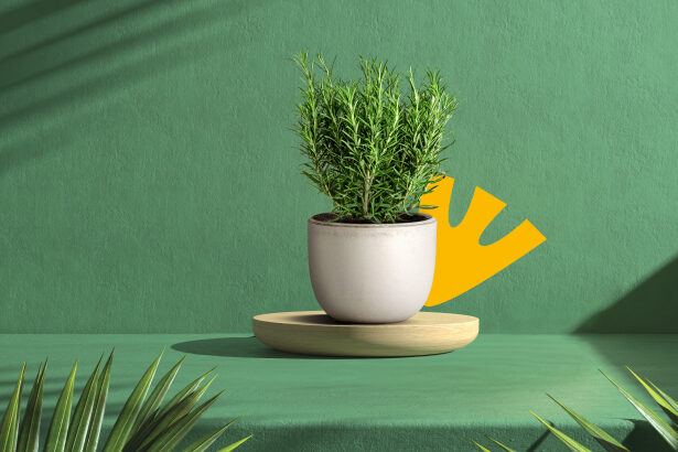 Με καταγωγή απο τις χώρες της Μεσογείου, το πολυαγαπημένο δεντρολίβανο είναι γνωστό από την αρχαιότητα για τις ευεργετικές του ιδιότητες. Είτε ως βασικό συστατικό, είτε ως εκχύλισμα, οι χρήσεις του ποικίλουν από τη μαγειρική έως τη φαρμακευτική.