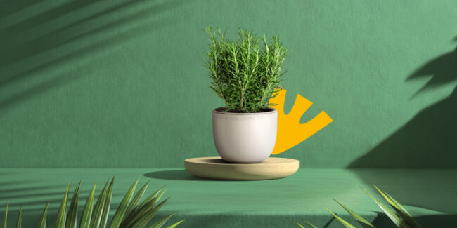 Με καταγωγή απο τις χώρες της Μεσογείου, το πολυαγαπημένο δεντρολίβανο είναι γνωστό από την αρχαιότητα για τις ευεργετικές του ιδιότητες. Είτε ως βασικό συστατικό, είτε ως εκχύλισμα, οι χρήσεις του ποικίλουν από τη μαγειρική έως τη φαρμακευτική.