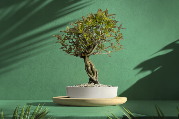 Η εικόνα απεικονίζει ένα όμορφο μπονσάι ελιάς που βρίσκεται σε μια λευκή γλάστρα, η οποία τοποθετείται πάνω σε μια στρογγυλή ξύλινη βάση. Το φόντο της εικόνας είναι πράσινο με σκιές από φύλλα που προσθέτουν μια φυσική αίσθηση στο σκηνικό. Η ελιά είναι περιποιημένη με τέτοιο τρόπο ώστε να παρουσιάζει την κλασική μορφή μπονσάι με τον περίτεχνο κορμό και τα προσεκτικά διαμορφωμένα κλαδιά και φύλλα.