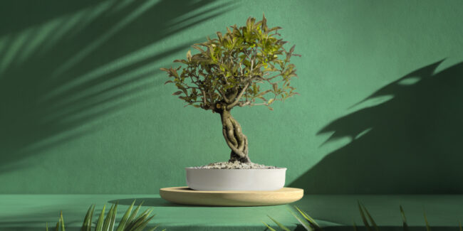 Η εικόνα απεικονίζει ένα όμορφο μπονσάι ελιάς που βρίσκεται σε μια λευκή γλάστρα, η οποία τοποθετείται πάνω σε μια στρογγυλή ξύλινη βάση. Το φόντο της εικόνας είναι πράσινο με σκιές από φύλλα που προσθέτουν μια φυσική αίσθηση στο σκηνικό. Η ελιά είναι περιποιημένη με τέτοιο τρόπο ώστε να παρουσιάζει την κλασική μορφή μπονσάι με τον περίτεχνο κορμό και τα προσεκτικά διαμορφωμένα κλαδιά και φύλλα.